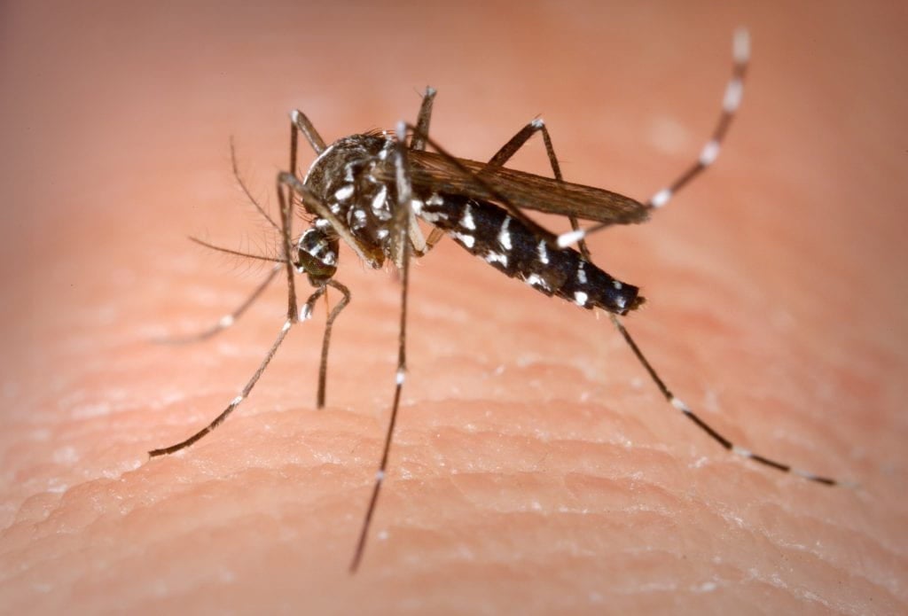 Image Credit: James Gathany/CDC